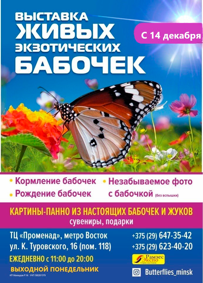 Выставка живых экзотических бабочек