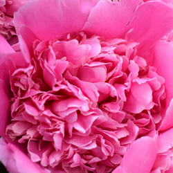 В ботаническом саду цветут пионы и розы: фотофакт