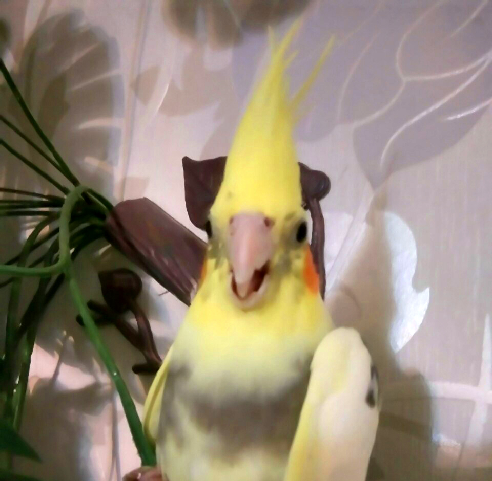 Попугай в детском центре «Остров Сокровищ»