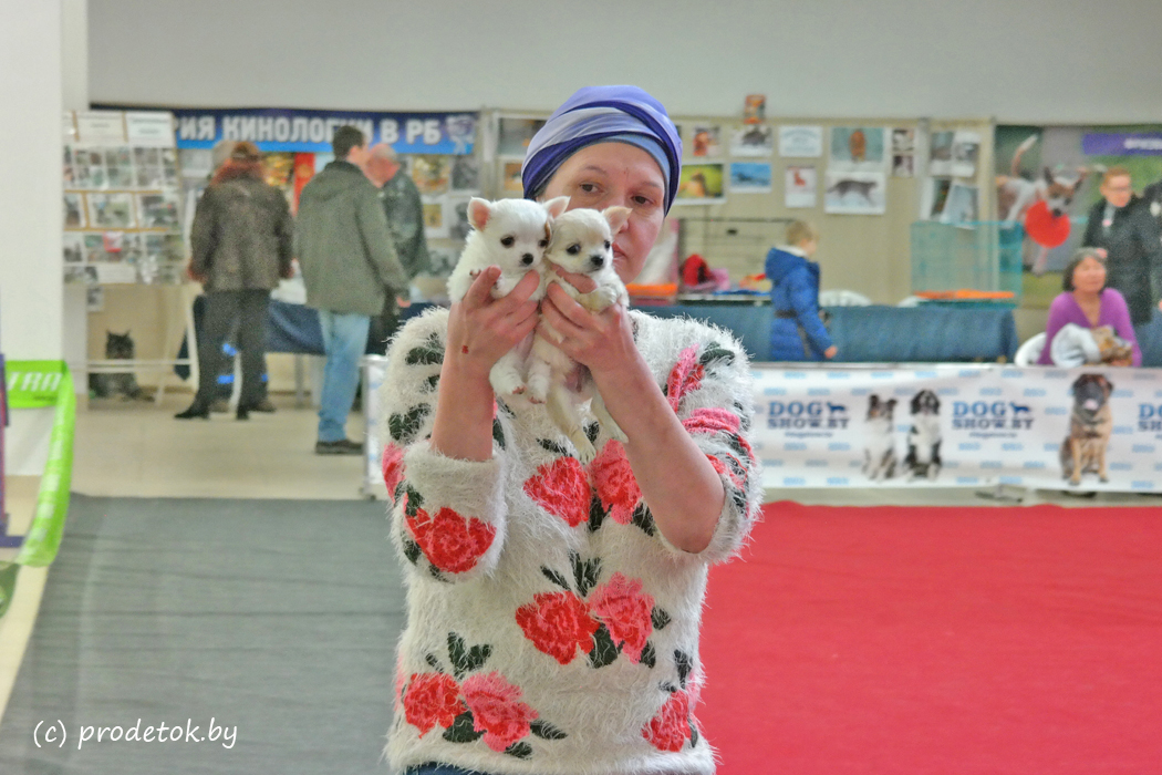 
   В Минске проходит большая весенняя танцевальная выставка-шоу породистых собак «ВЕСНА с Догшоу-2018»: фотофакт