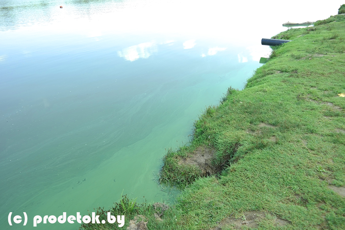 Еще минские пляжи, которые зацвели: фотофакт