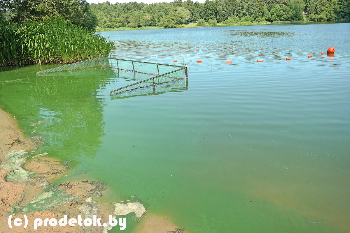 Еще минские пляжи, которые зацвели: фотофакт