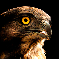 Эти изобретения убивают ежегодно в Беларуси до 16 миллионов птиц 