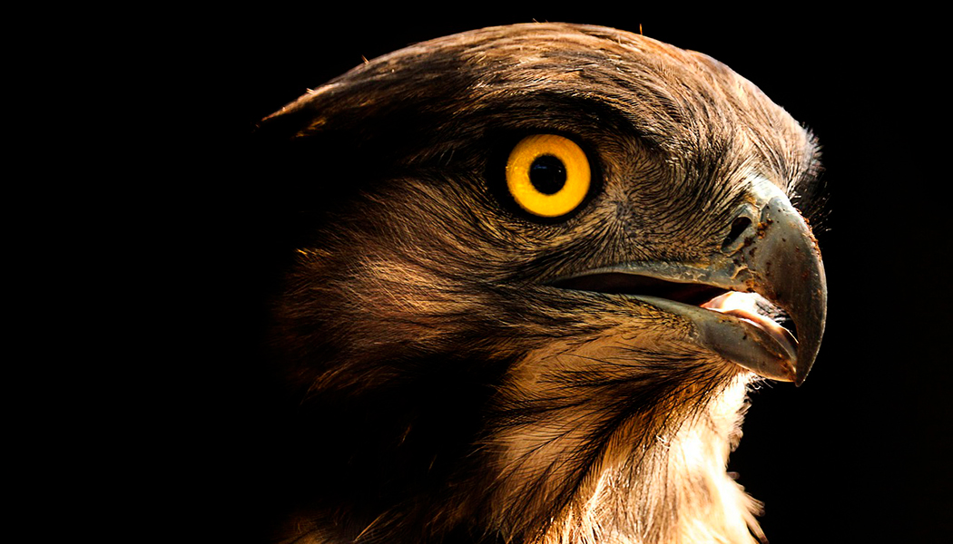 Эти изобретения убивают ежегодно в Беларуси до 16 миллионов птиц 