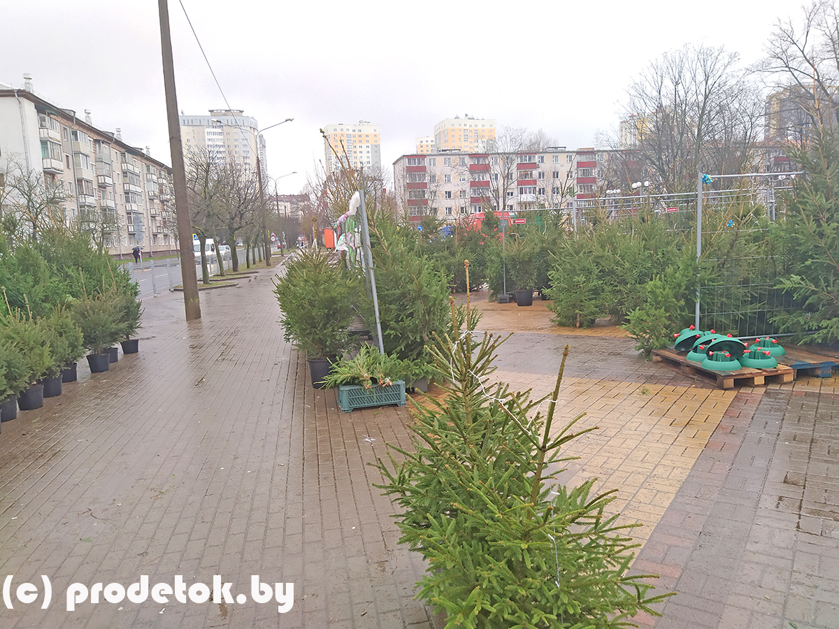 Стало известно, когда в столице заработают елочные базары в 2020 году