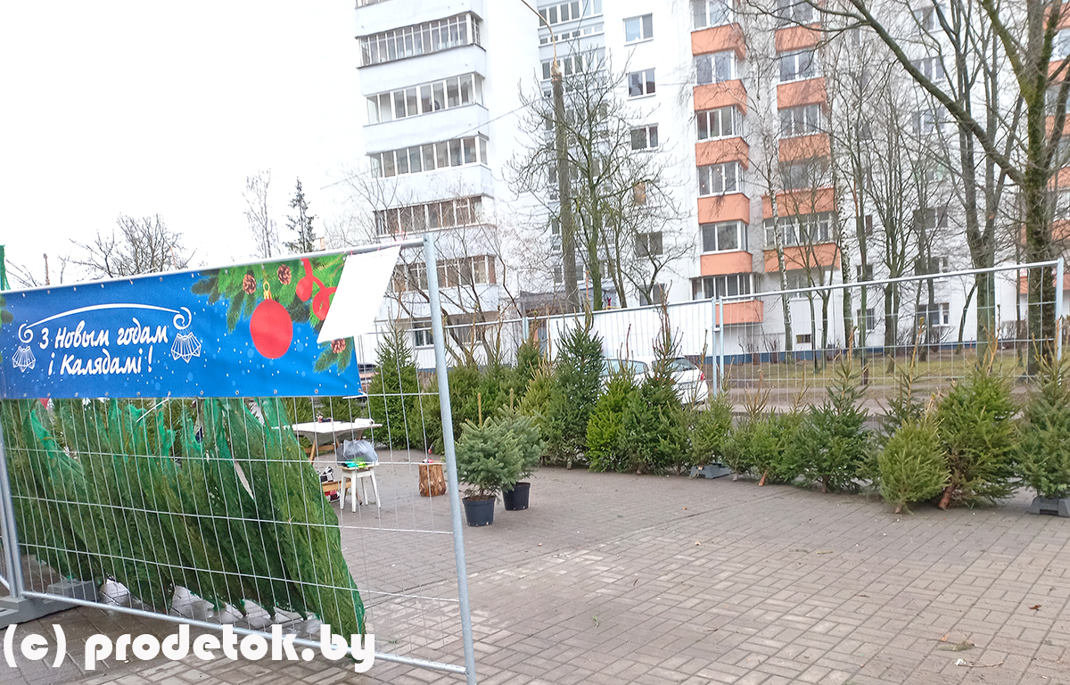 Елочные базары в Минске в декабре 2021 года