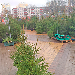 Стало известно, когда в столице заработают елочные базары в 2020 году