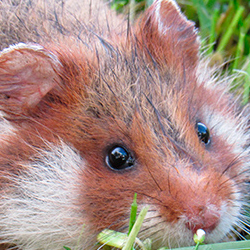 Хомяк может исчезнуть на Земле в ближайшие десятилетия
