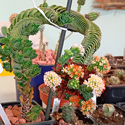Кактусомания: 100 цветущих  кактусов и суккулентов, редкие растения от коллекционеров, закрытый фонд оранжереи