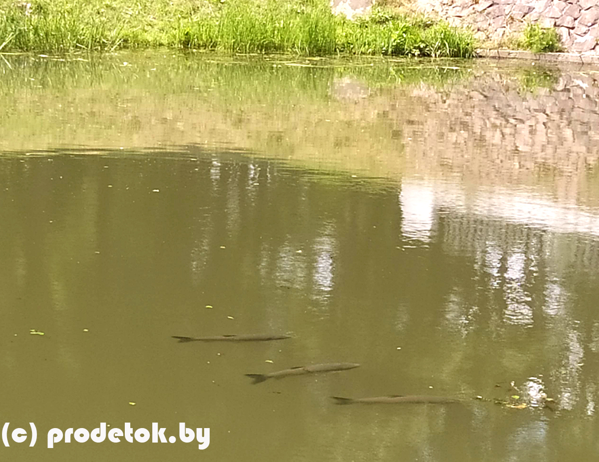 Гигантские рыбы в центре Минска: фотофакт