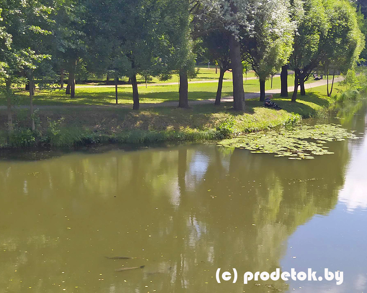 Гигантские рыбы в центре Минска: фотофакт