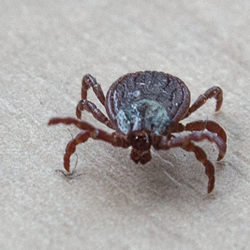 Где в Минске чаще всего встречали клещей