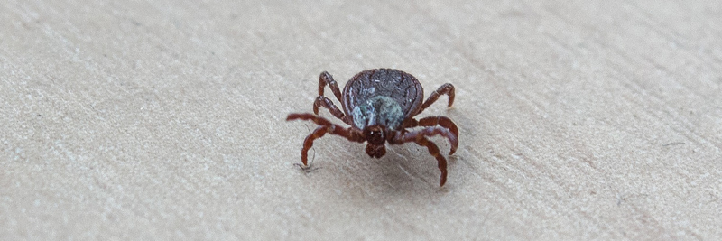 Где в Минске чаще всего встречали клещей