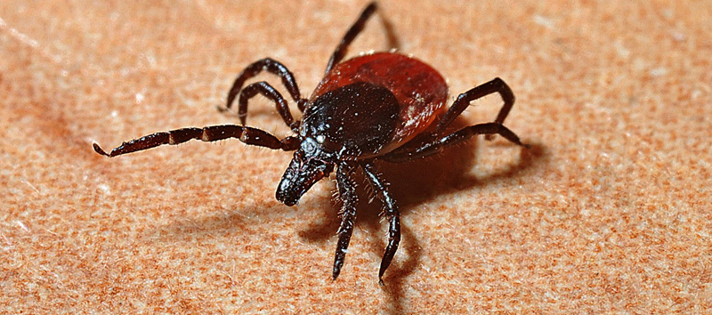 Более 200 заболевших Лайм-боррелиозом и 5 – энцефалитом: число пациентов с клещевыми инфекциями растет