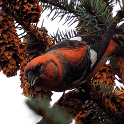 Что в Минске  люди с биноклями и фотоаппаратами высматривают на верхушках экзотических елок