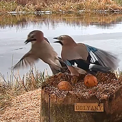 Нескучный стрим: что показывает кормушка-онлайн, куда приходят даже бобры и лисы