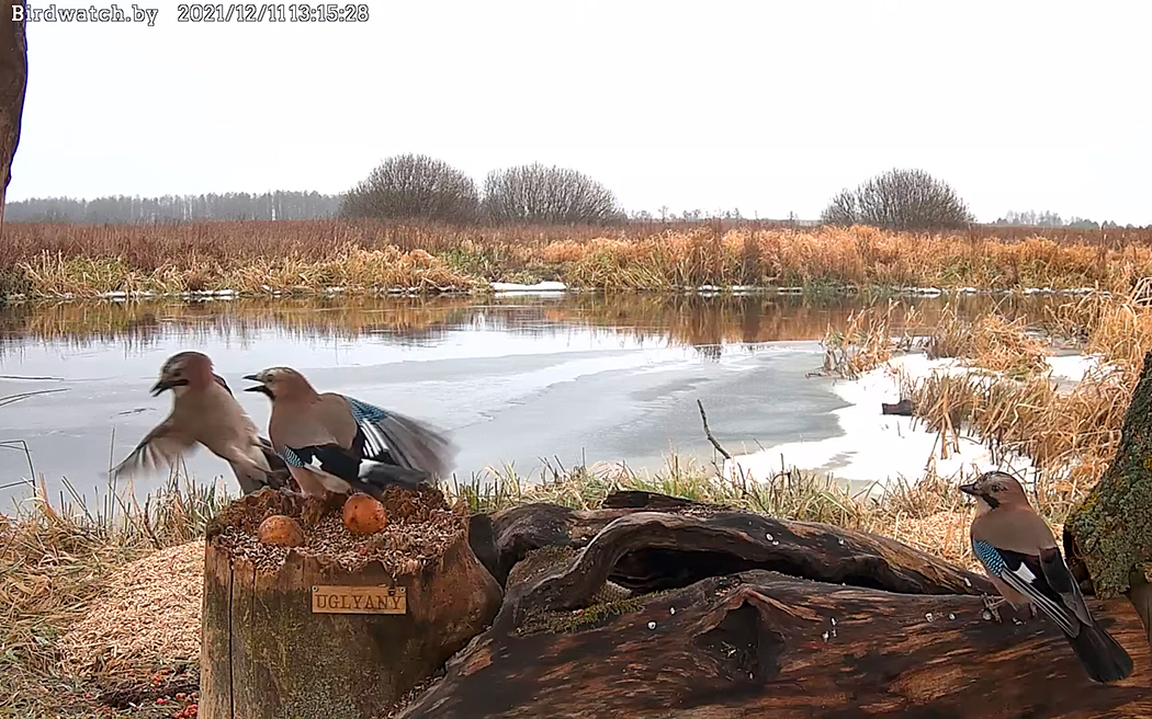 Нескучный стрим: что показывает кормушка-онлайн, куда приходят даже бобры и лисы