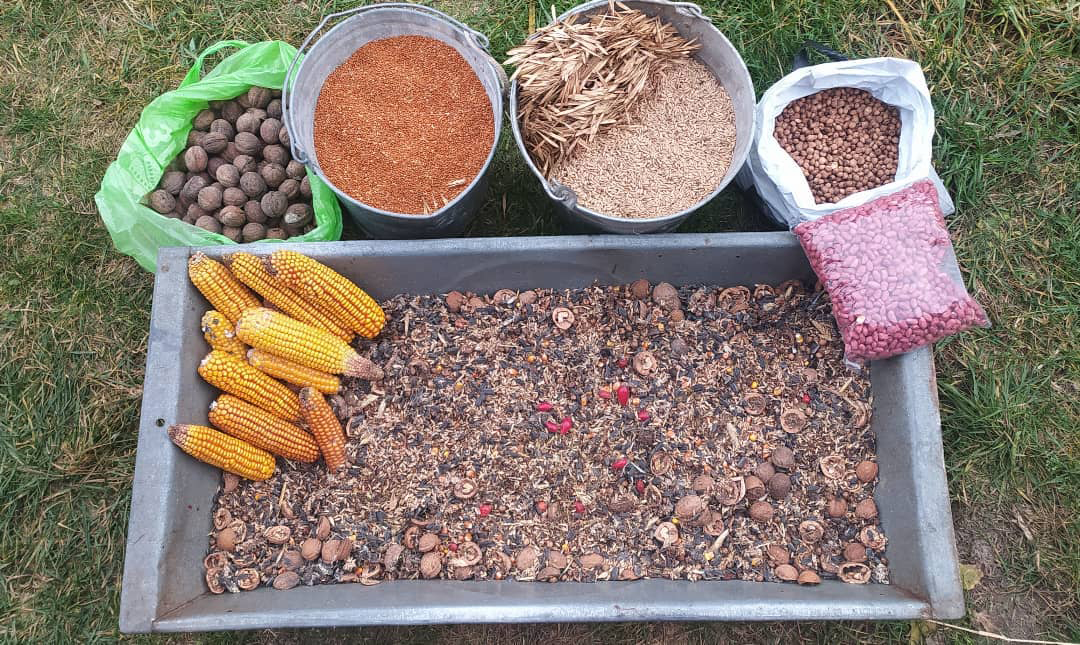 Нескучный стрим: что показывает кормушка-онлайн, куда приходят даже бобры и лисы