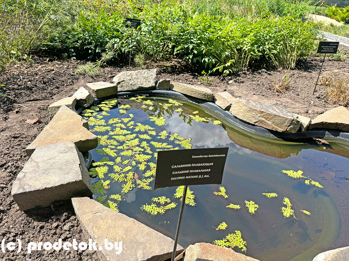 Сальвиния  плавающая