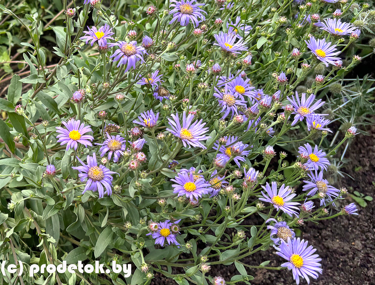 Астра степная