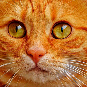 Новогодний спектакль «Зимняя сказка»: Театр кошек Куклачева