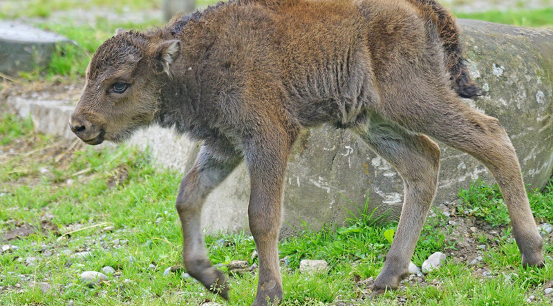 3 июля с 10-00 до 13-00 дети в масках зубра смогут посетить зоопарк бесплатно