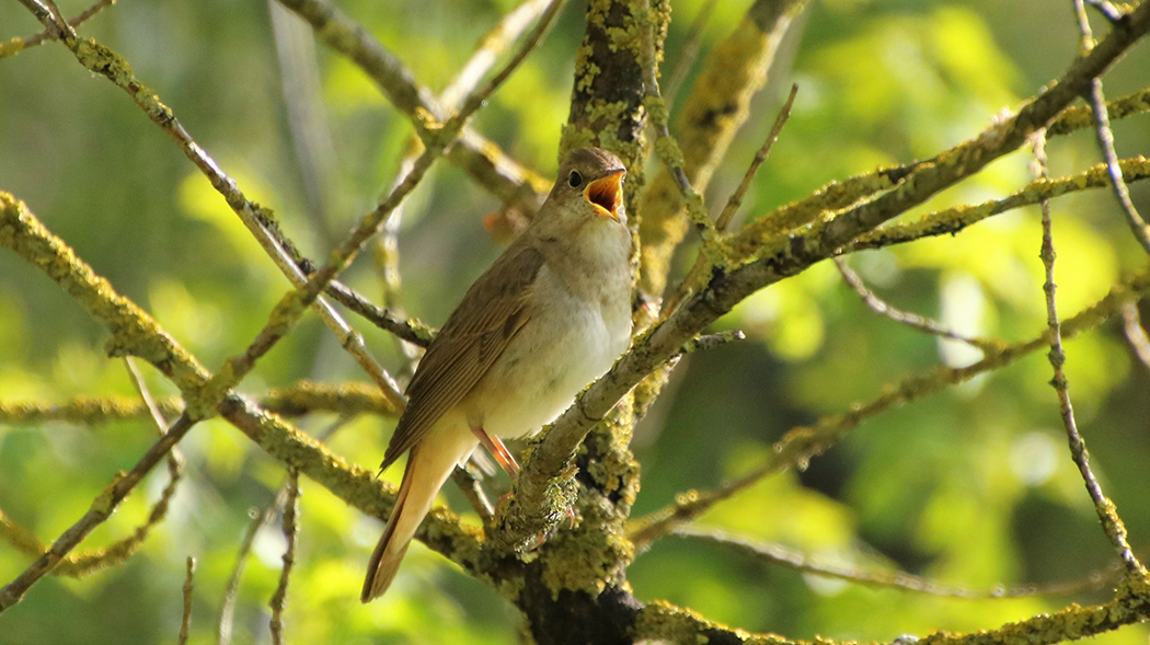 В Минске и Минской области более 200 мест, где можно послушать соловьев
