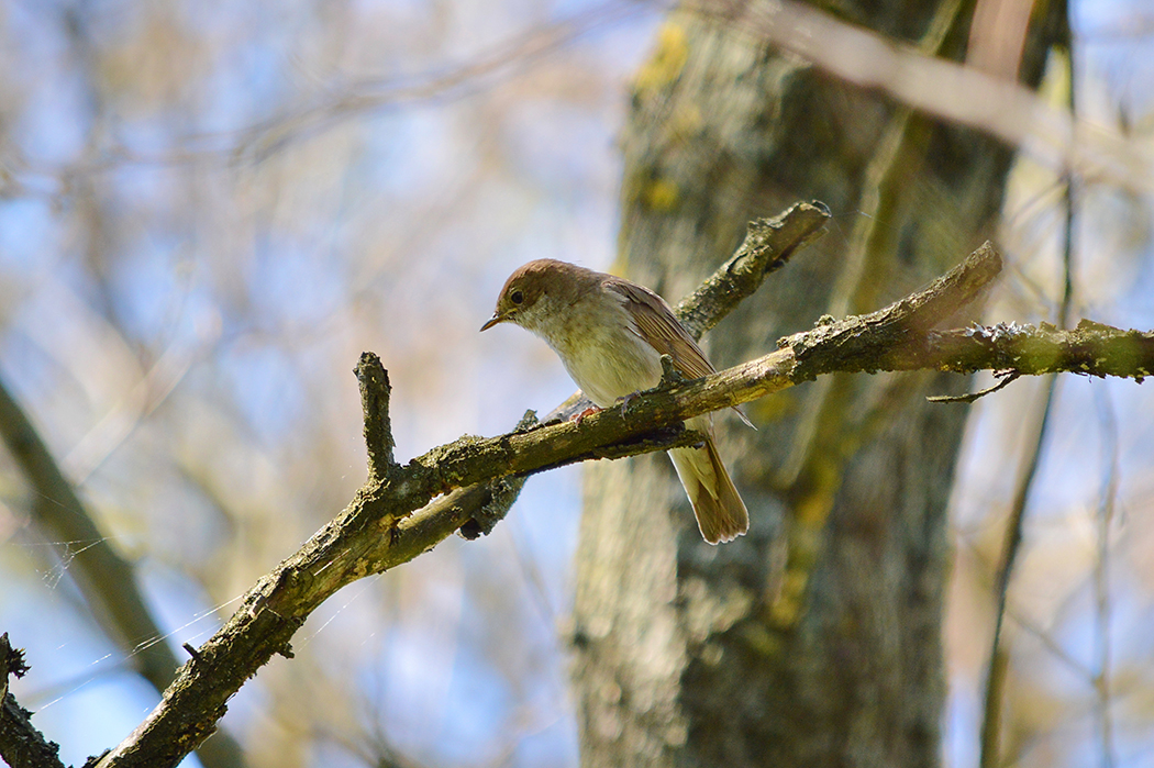 В Минске и Минской области более 200 мест, где можно послушать соловьев