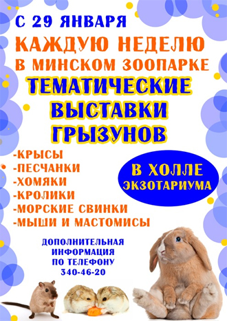 В Минском зоопарке работает выставка грызунов. 
Посетители смогут получить консультацию, и даже купить понравившееся животное.