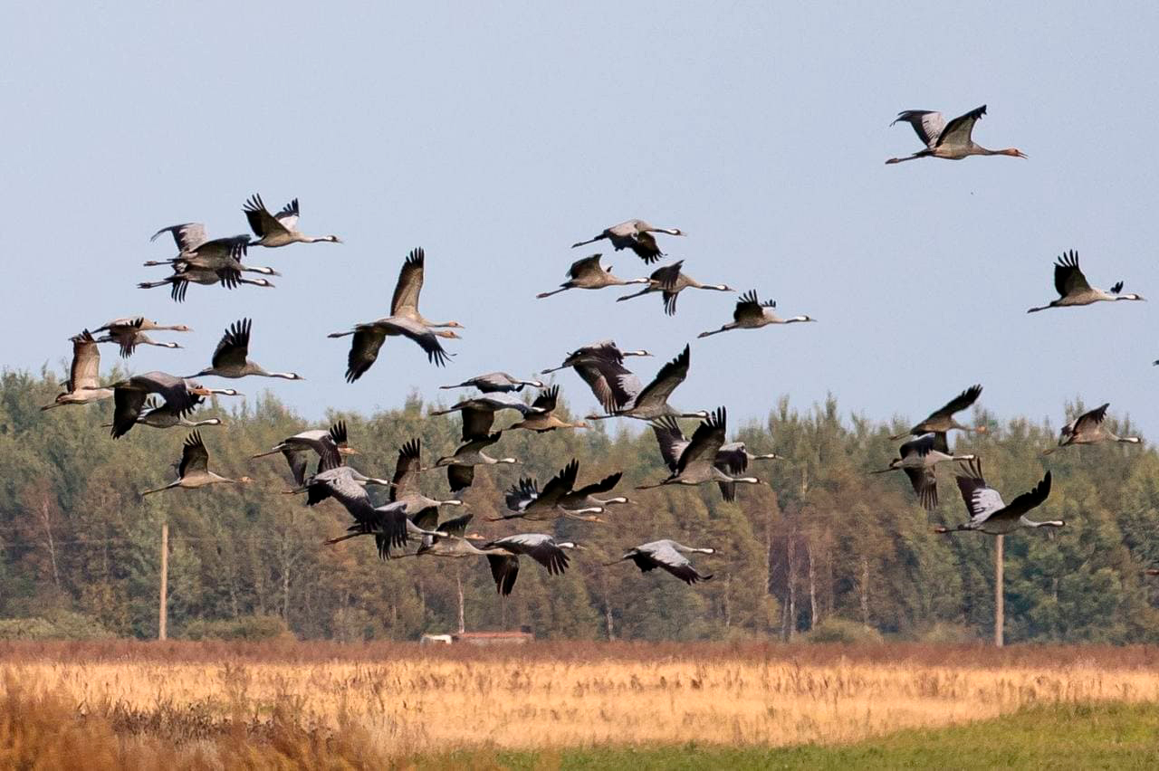 Миорский район: делимся идеей, куда поехать в Беларуси на выходные с детьми