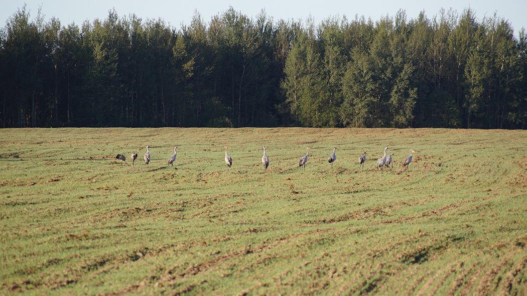 Миорский район: делимся идеей, куда поехать в Беларуси на выходные с детьми