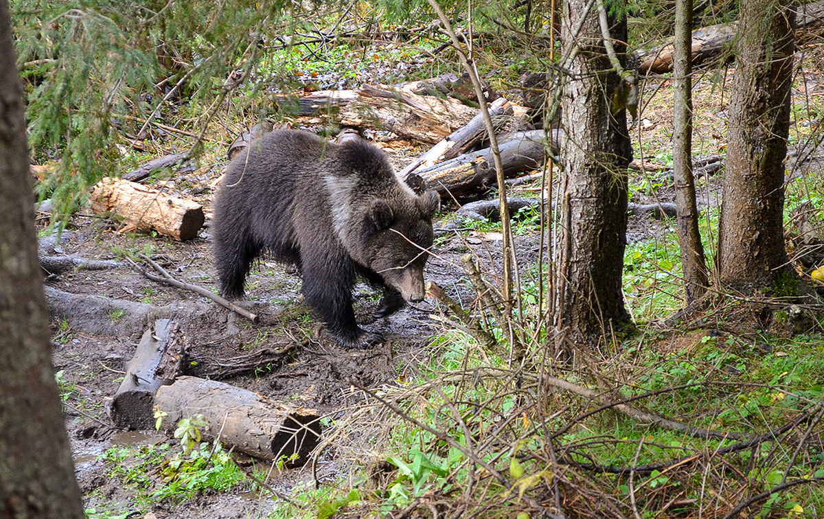 Белорусского медведя отправили на реабилитацию в Румынию