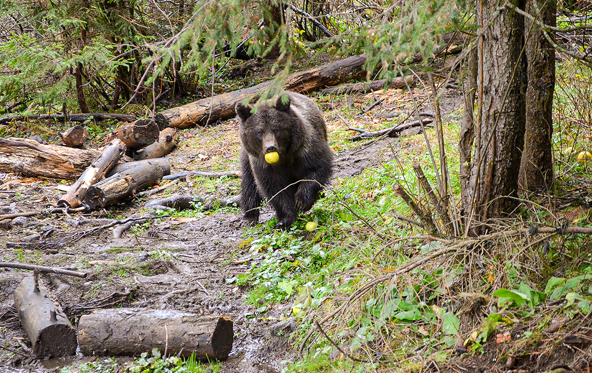 Белорусского медведя отправили на реабилитацию в Румынию