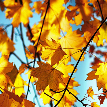 Субботники с познавательно-развлекательными программами