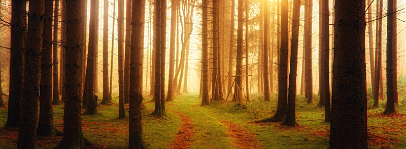 В Беларуси с 13 по 20 апреля пройдет акция «Неделя леса»