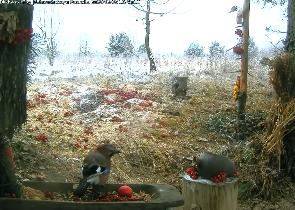 Онлайн кормушка: наблюдаем за жизнью в Беловежской пущи не отходя от компьютера