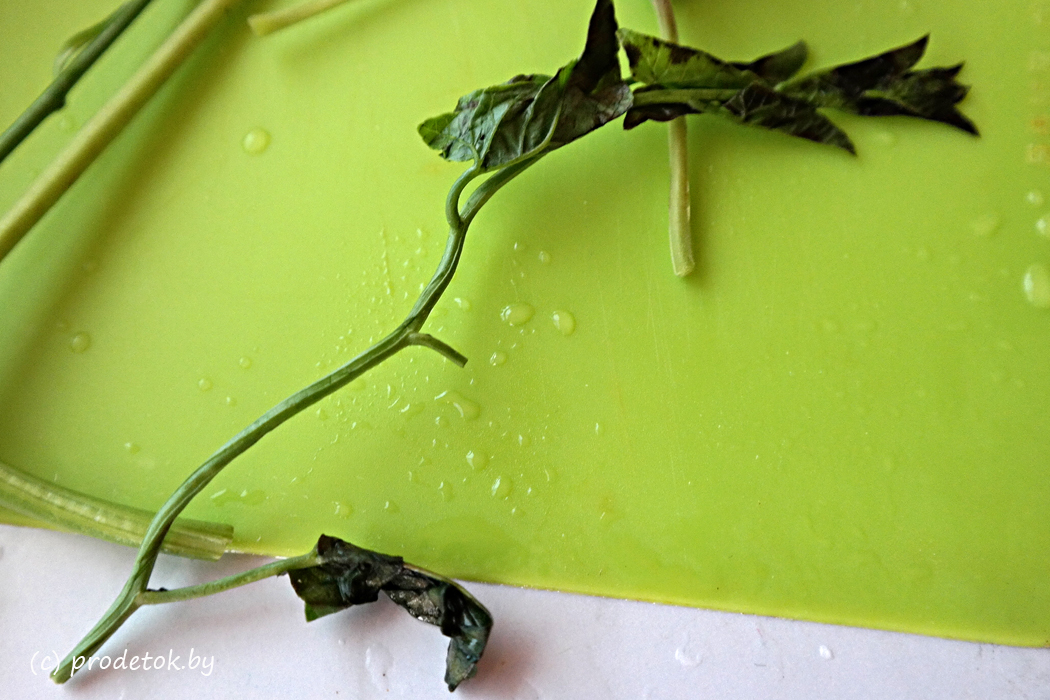 Это что вьюнок? Смотрите, что мы нашли в упаковке с петрушкой!