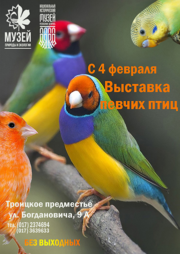 Живые певчие птицы 