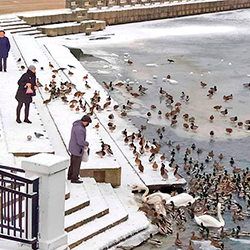 Как можно помочь лебедям, которые остались зимовать?