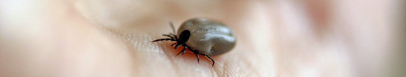 От укусов клещей пострадало более 400 минчан