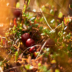 Больш за 100 000 грамадзян патрабуюць ад ААН дадаць да правоў чалавека права на здаровую планету