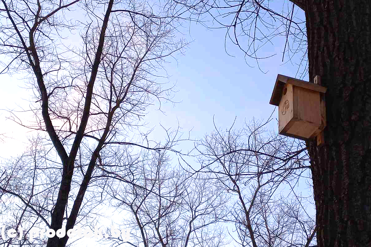 Как сделать правильный скворечник или синичник
