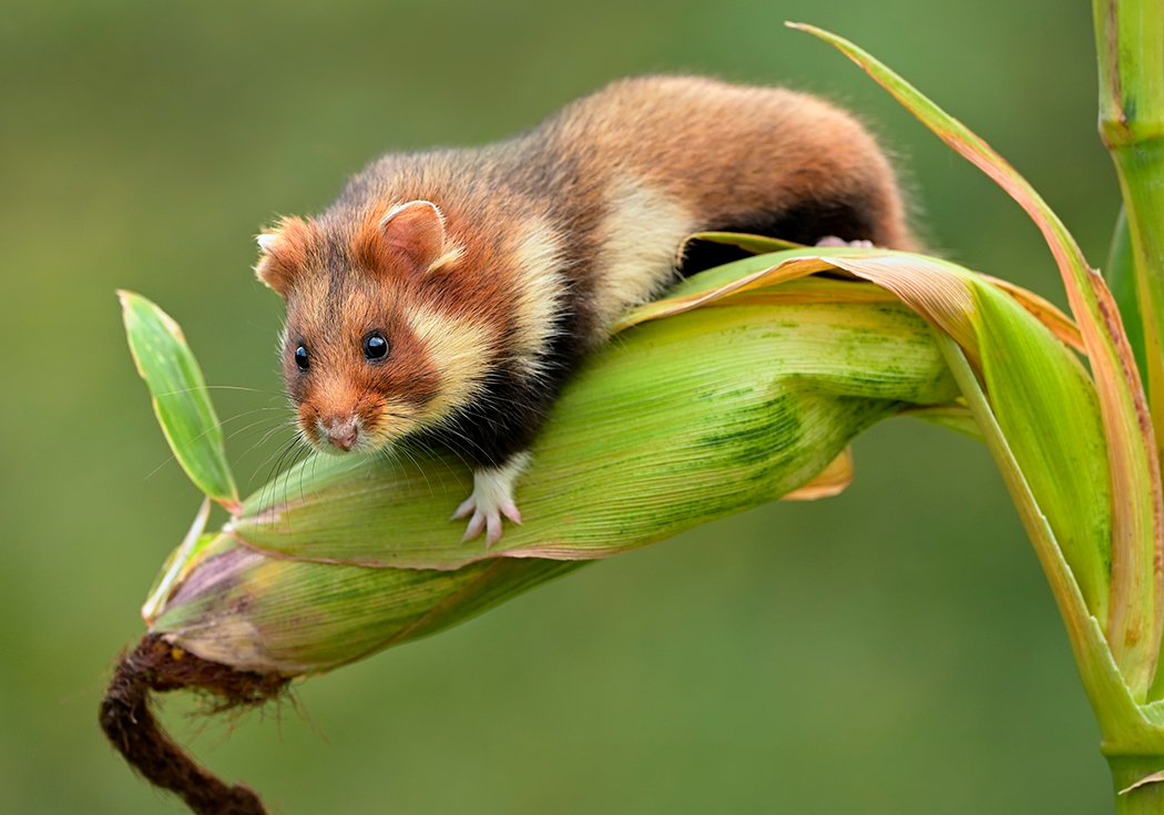 Последняя надежда. Теперь премия за жилую нору хомяка 500 рублей!