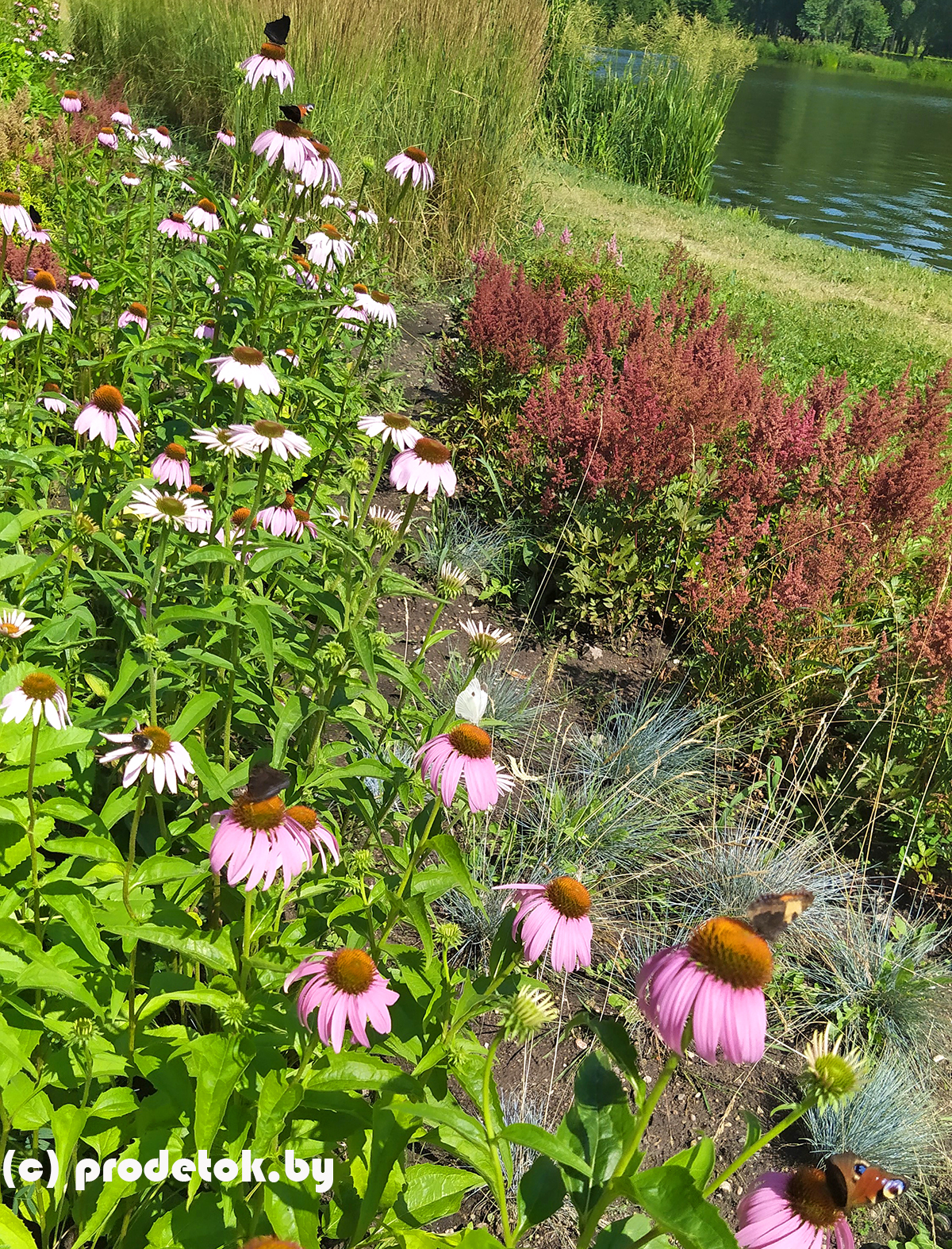 Приманка для бабочек: фотофакт