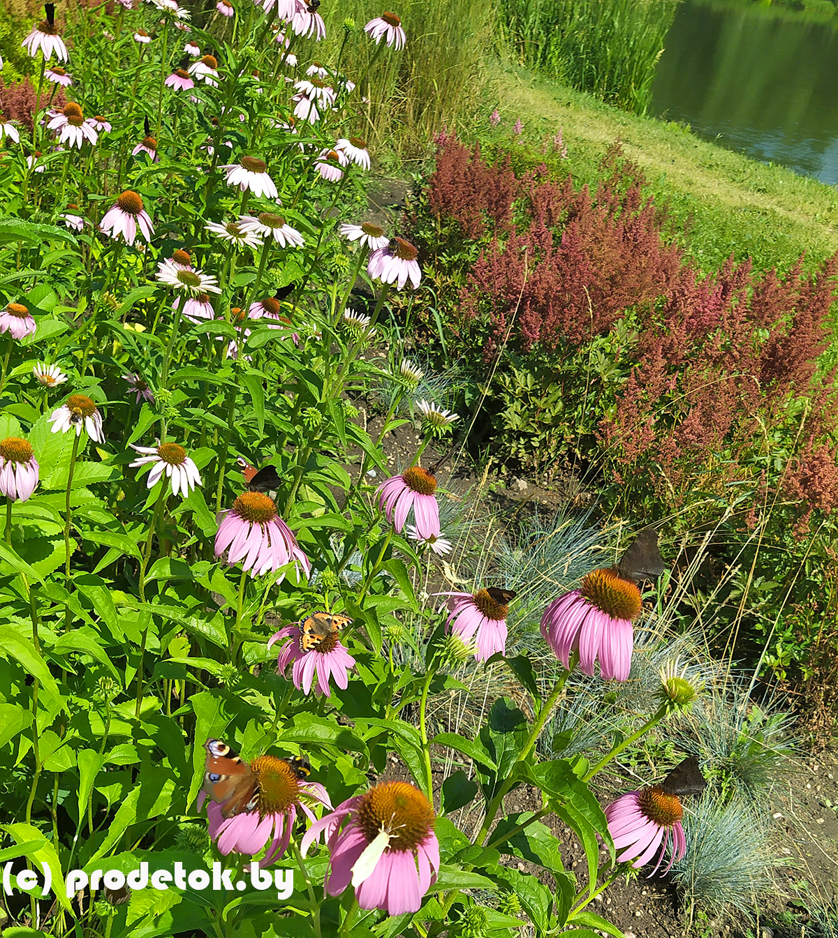Приманка для бабочек: фотофакт