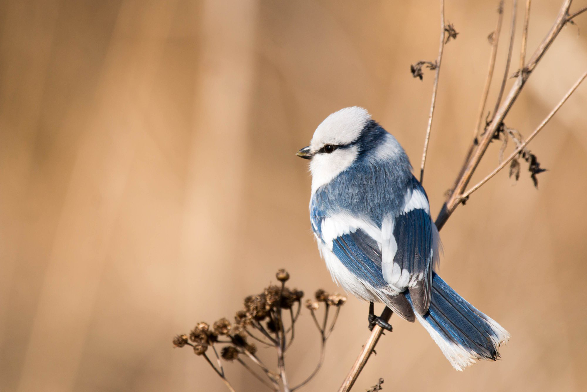 В Беларуси объявили птицу 2022 года. Она живет в Беларуси только на Полесье