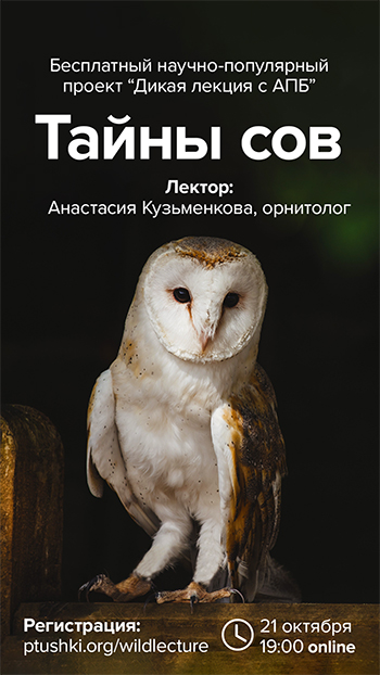 Дикая онлайн-лекция с АПБ: Тайны сов
