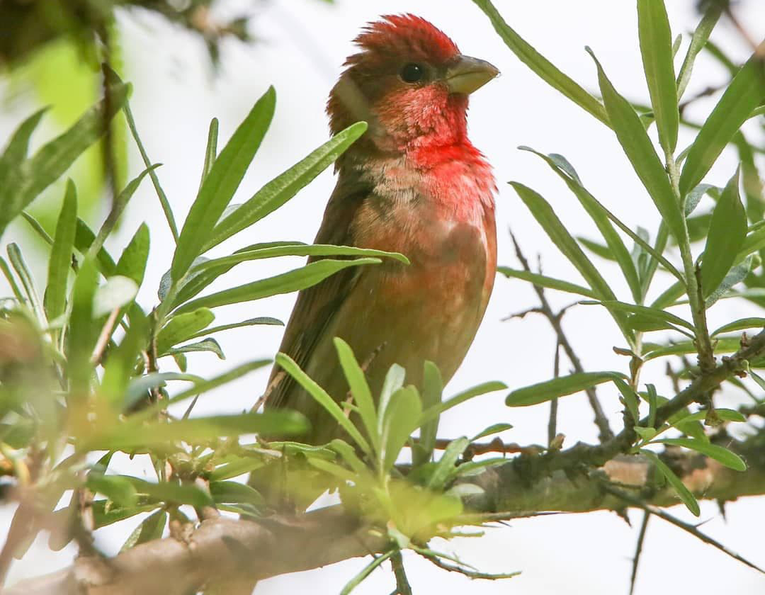 Тяжелый путь белорусских птиц в теплые края 