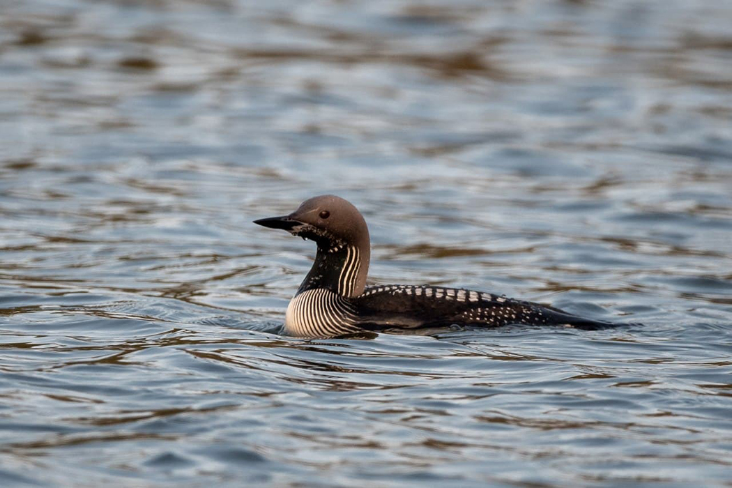 Семь животных Беларуси, которых вы скорее всего никогда не видели