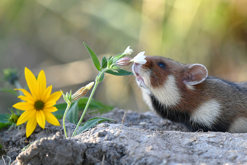 Семь животных Беларуси, которых вы скорее всего никогда не видели